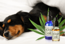 How Long Does Cbd Stay in Dogs System