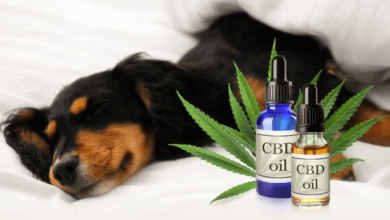 How Long Does Cbd Stay in Dogs System