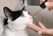 Can You Give Cbd to Cats