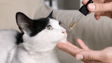 Can You Give Cbd to Cats