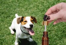 How to Give a Dog Cbd Oil