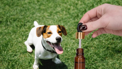 How to Give a Dog Cbd Oil