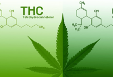 What Is Thc and Cbd