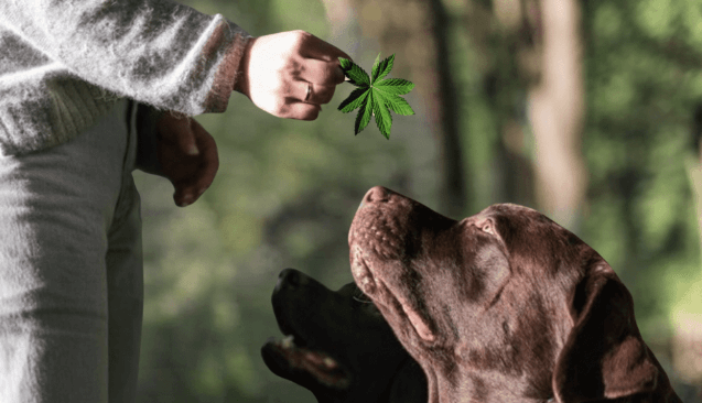 What Does Cbd Oil Do for Dogs