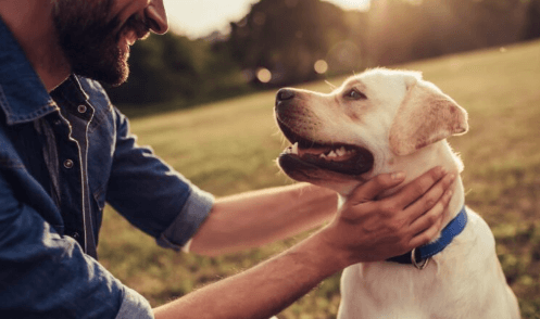 What Does Cbd Oil Do for Dogs