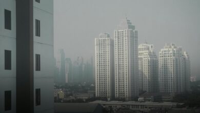 cbd and brain fog