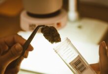 cbd content in hemp