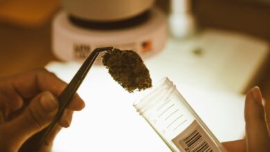 cbd content in hemp