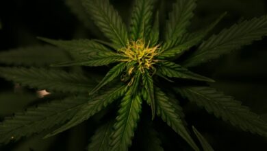 cbd differs from weed