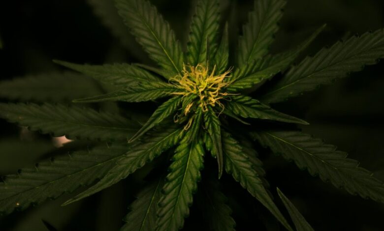 cbd differs from weed