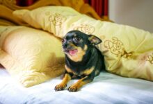 cbd effects on dogs