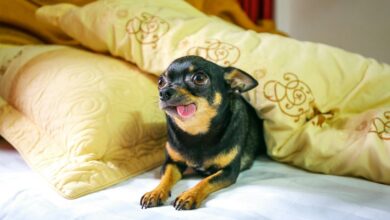 cbd effects on dogs