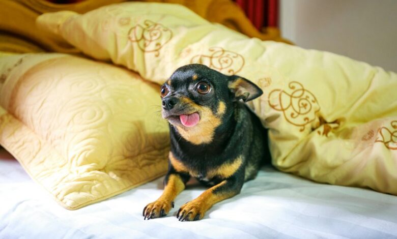 cbd effects on dogs