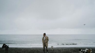 cbd helps calm dogs