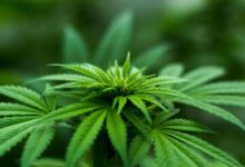 cbd is not marijuana