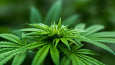 cbd is not marijuana