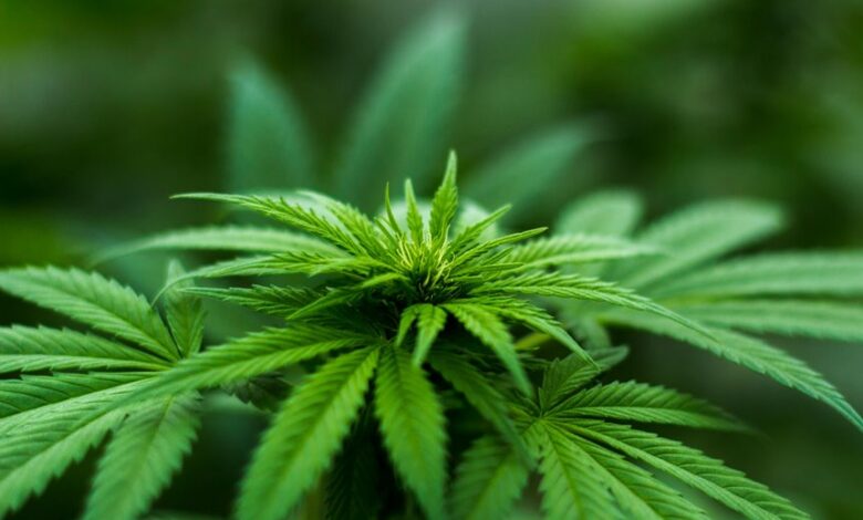 cbd is not marijuana