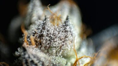 cbd versus cbc comparison