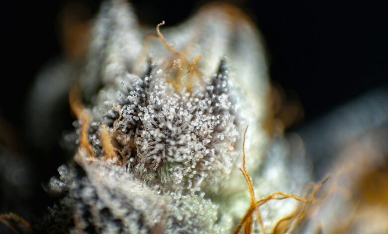 cbd versus cbc comparison
