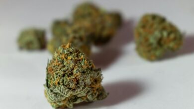 cbd versus thc for pain