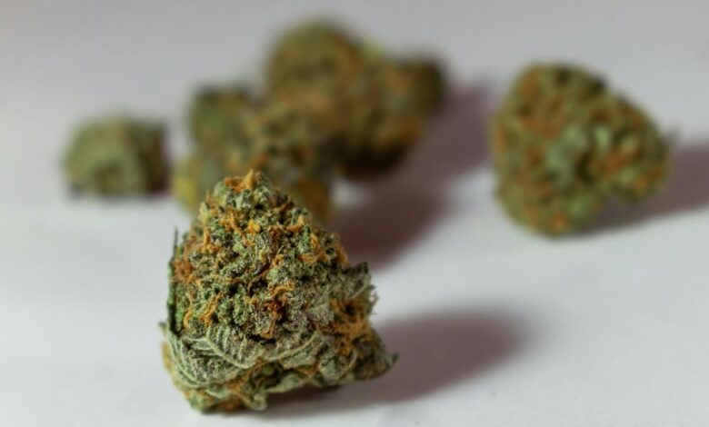 cbd versus thc for pain