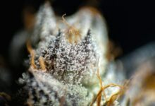 cbg versus cbd comparison