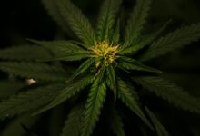 hemp and cbd differences