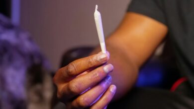 indica contains thc primarily