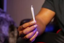 indica contains thc primarily