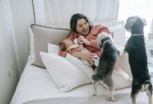 safe cbd dosage for dogs