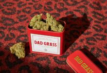 where to purchase cbd
