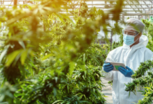 Cannabis Marketing Agency Content Services That Convert