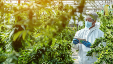 Cannabis Marketing Agency Content Services That Convert
