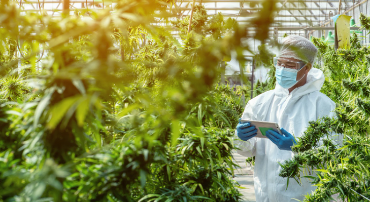 Cannabis Marketing Agency Content Services That Convert