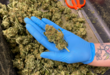 Why a Cannabis Marketing Agency Is Key to Online Success