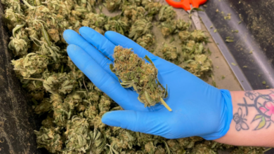 Why a Cannabis Marketing Agency Is Key to Online Success