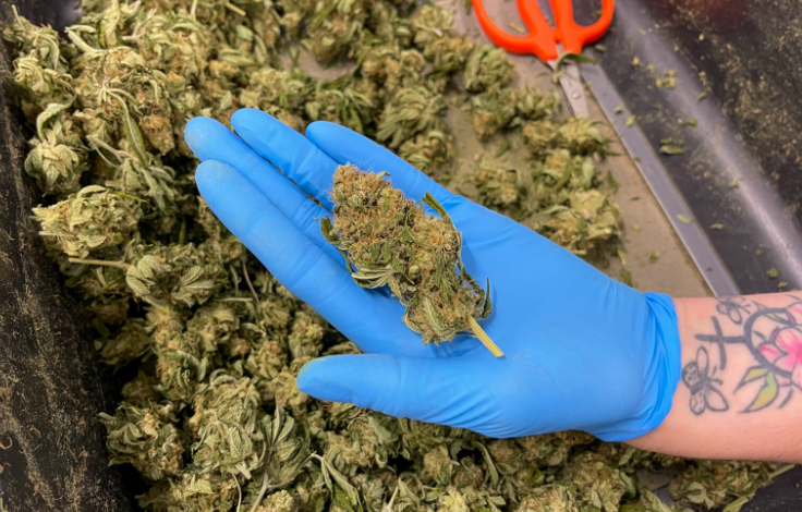 Why a Cannabis Marketing Agency Is Key to Online Success