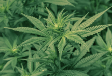 Can You Still Get Same-Day Weed in DC? Here’s What’s Changed
