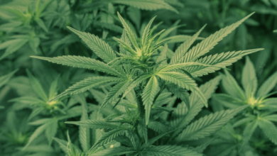Can You Still Get Same-Day Weed in DC? Here’s What’s Changed