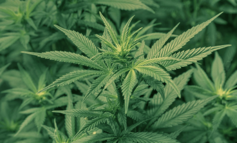 Can You Still Get Same-Day Weed in DC? Here’s What’s Changed