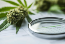 How to Identify Quality Cannabis Flowers in Kitchener in 2026