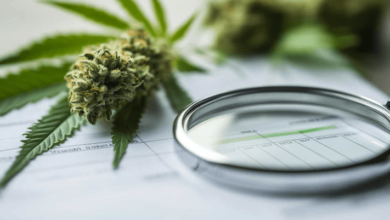 How to Identify Quality Cannabis Flowers in Kitchener in 2026